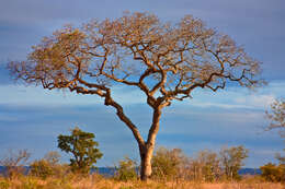 Image of marula