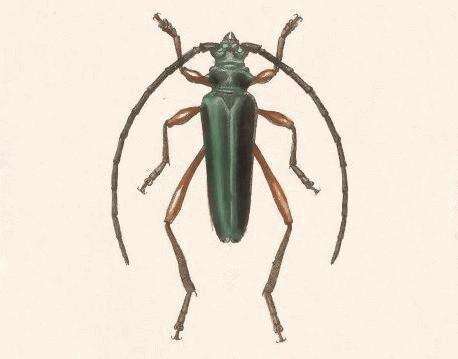 Plinthocoelium xanthogastrum (Bates 1880)的圖片