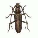 Image of Elaphidion scabricolle (Bates 1872)