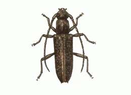 Image of Elaphidion scabricolle (Bates 1872)