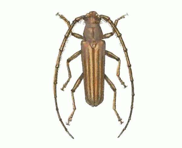 صورة Malacopterus