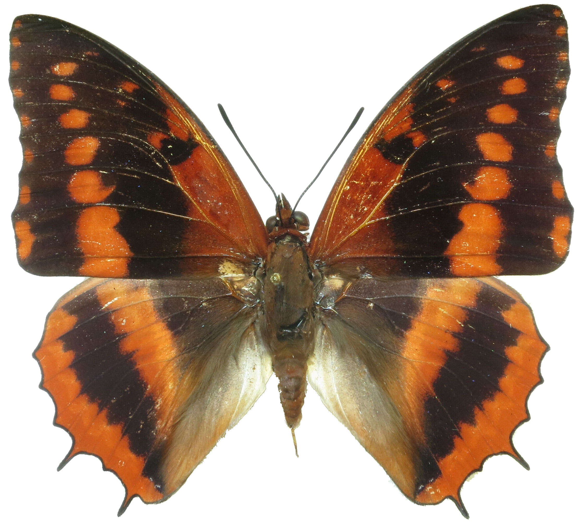 Charaxes cynthia Butler 1865 resmi