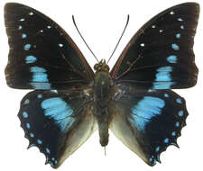 Image of Imperial Blue Charaxes