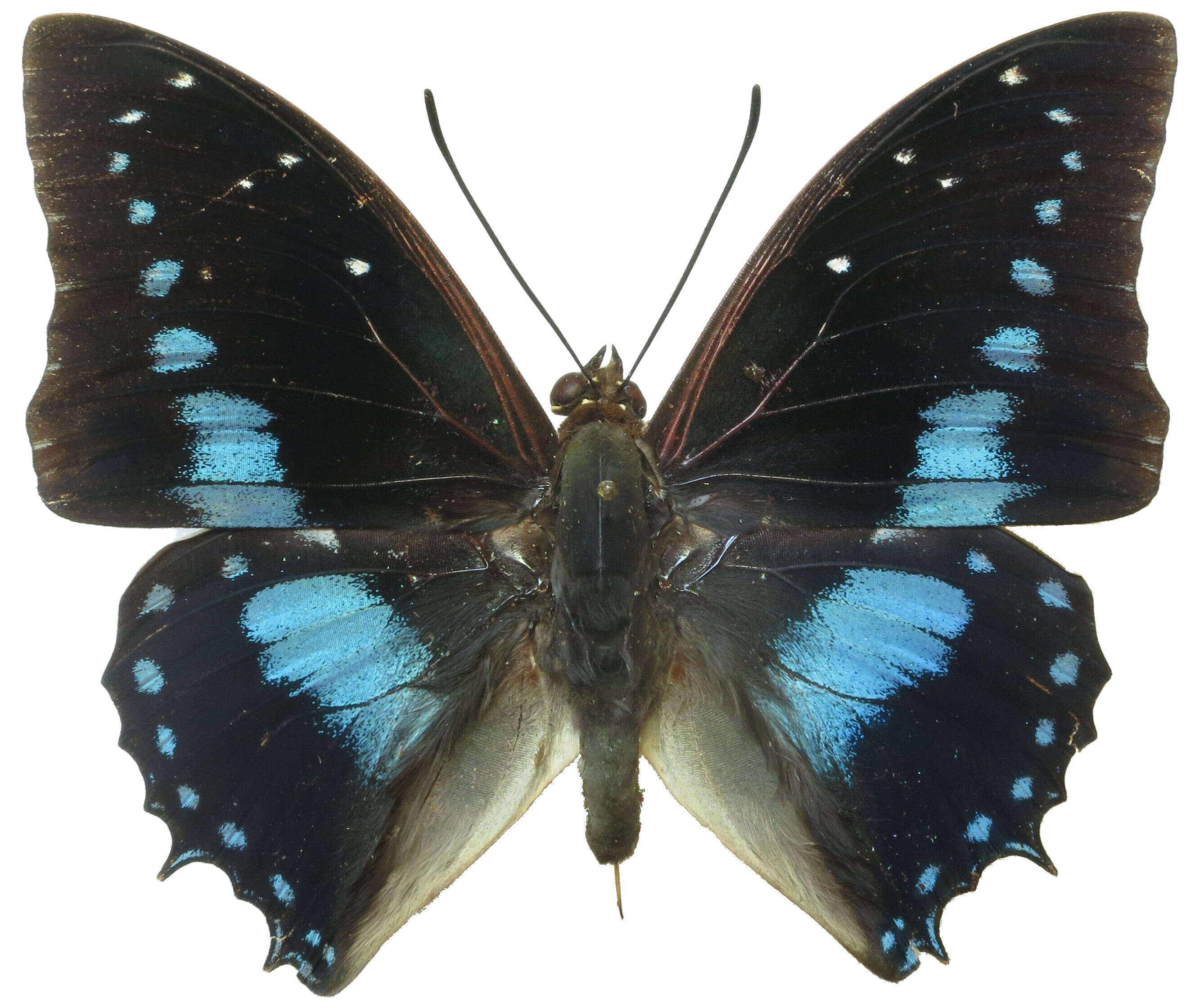 Image of Imperial Blue Charaxes