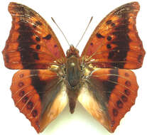 Imagem de Charaxes nichetes Grose-Smith 1883