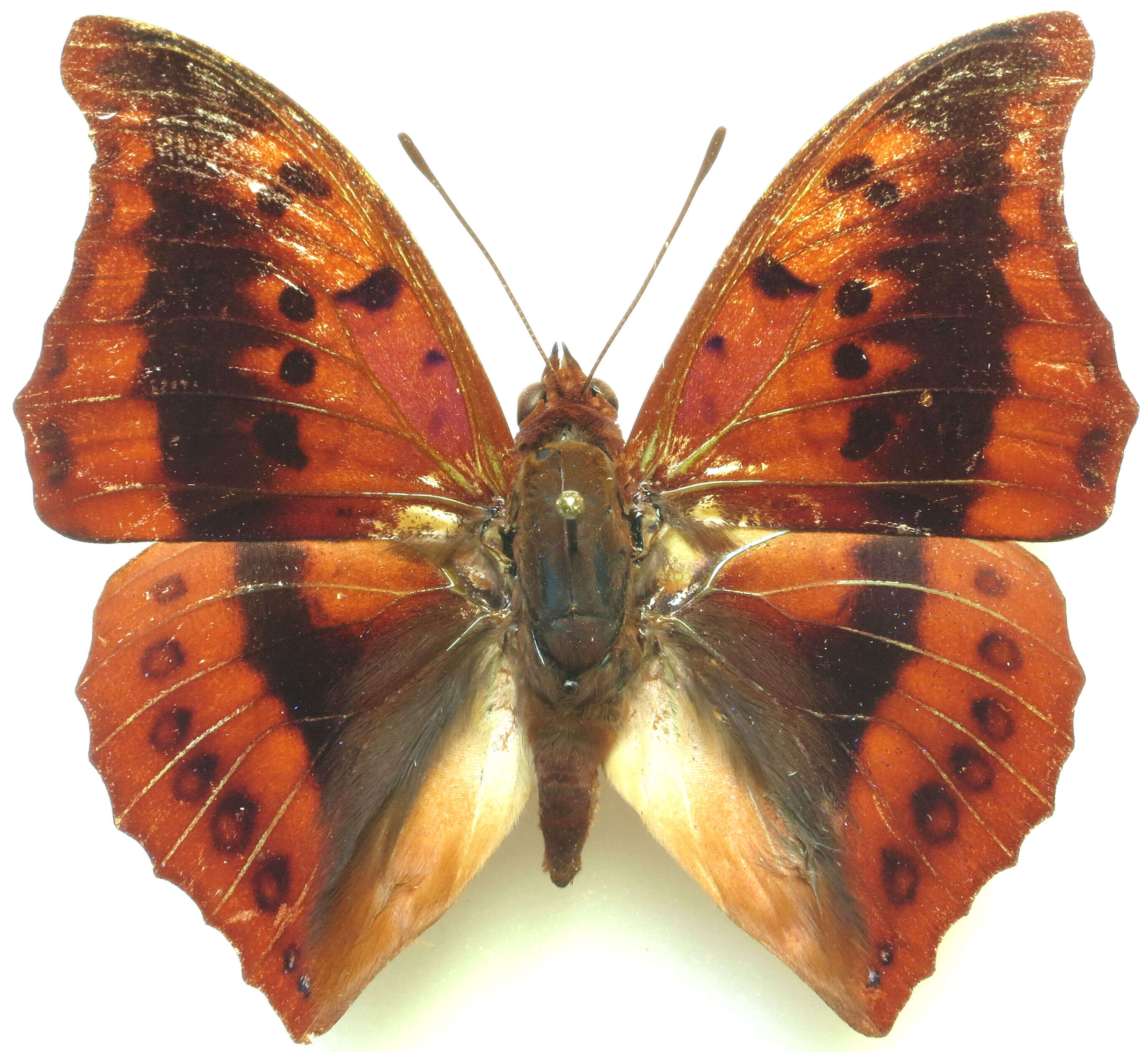 Imagem de Charaxes nichetes Grose-Smith 1883