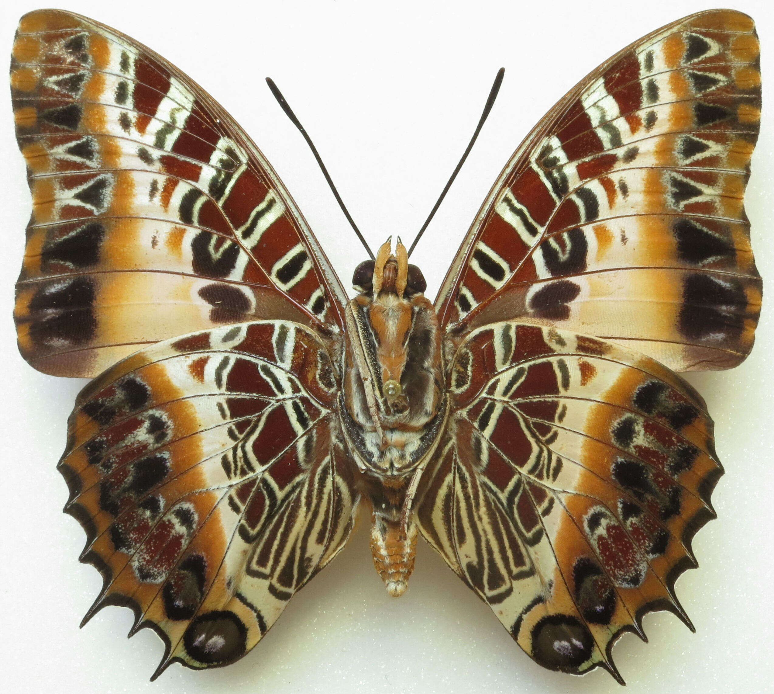 Image of Charaxes pollux