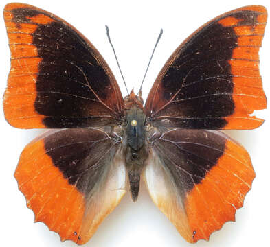 Imagem de Charaxes protoclea Feisthamel 1850