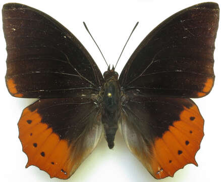 Imagem de Charaxes protoclea Feisthamel 1850