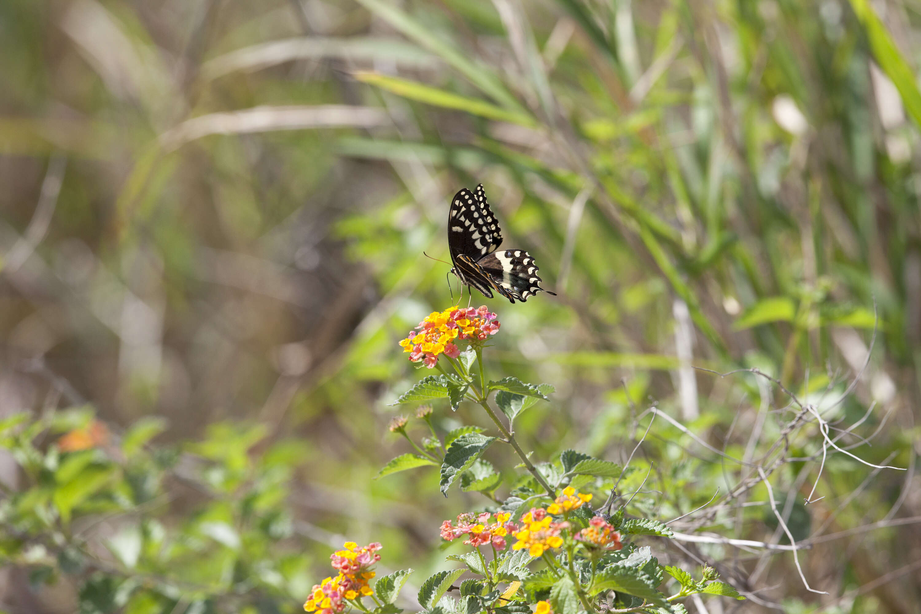 Sivun Papilio palamedes Drury 1773 kuva