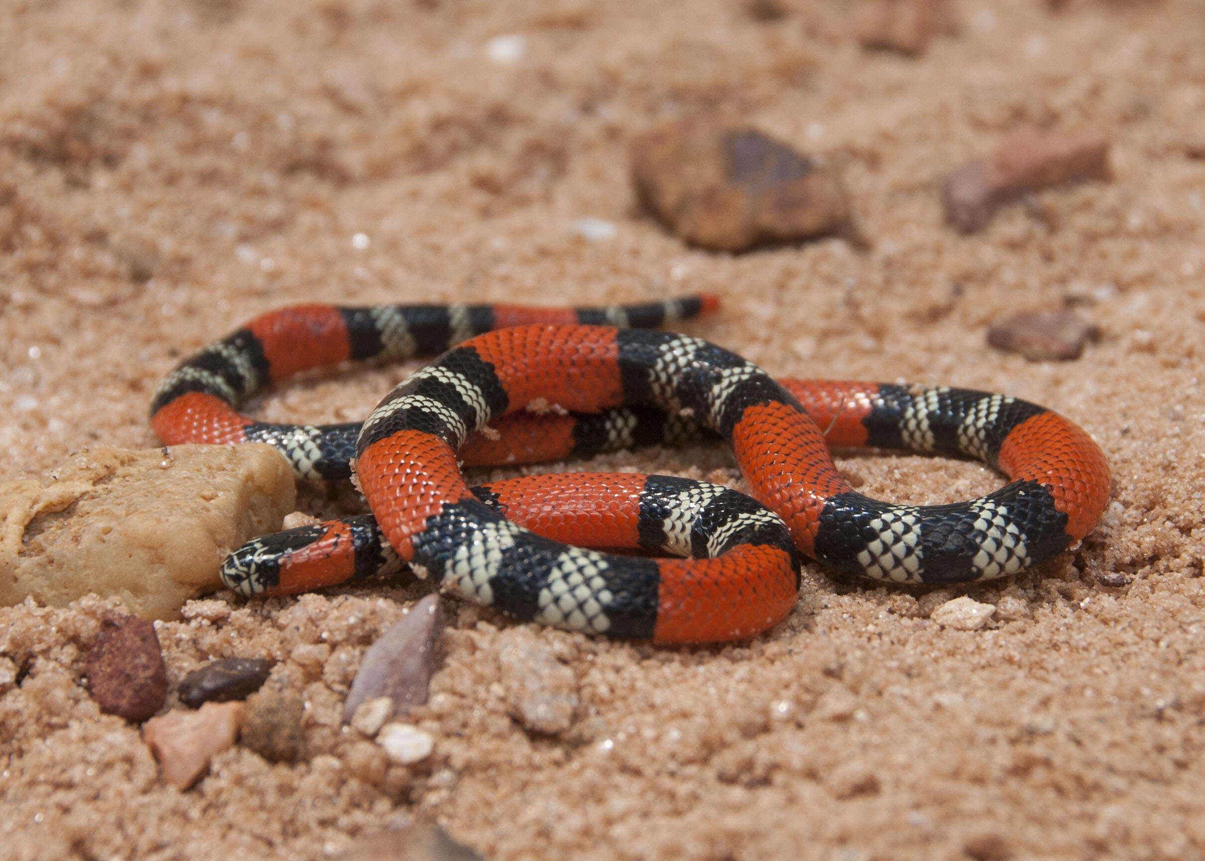 صورة Micrurus frontalis (A. M. C. Duméril, Bibron & A. H. A. Duméril 1854)