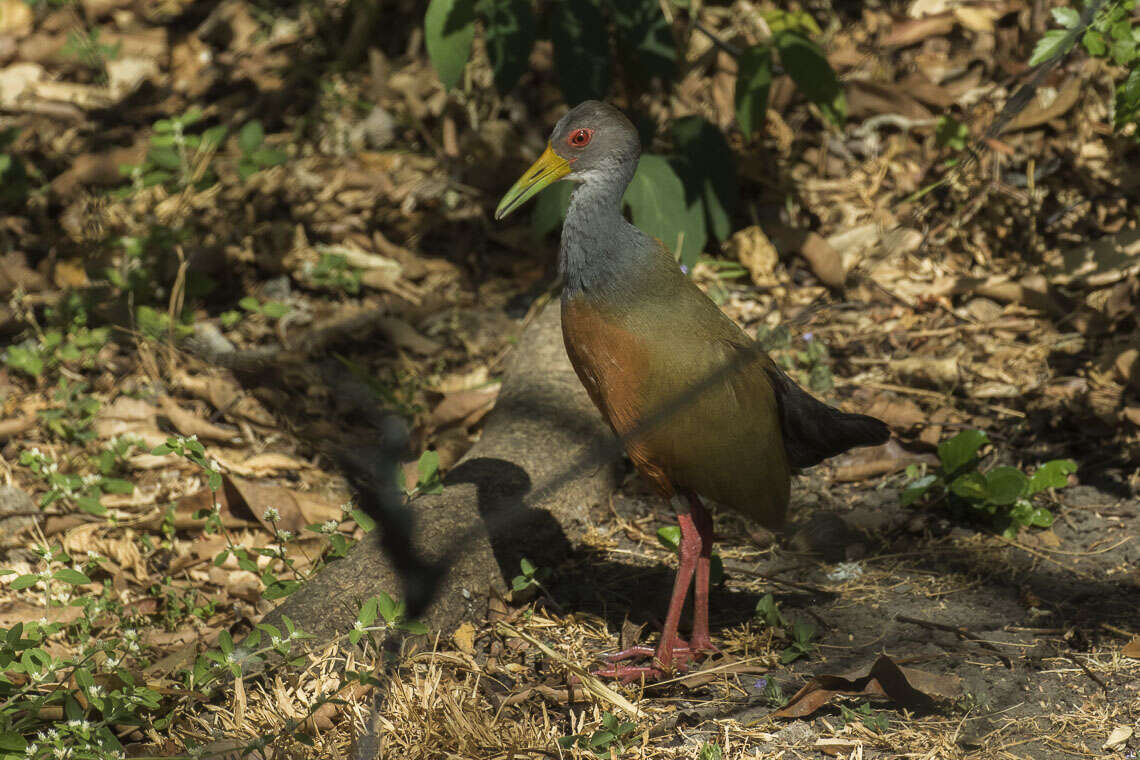 Image of Grey-cowled Wood Rail