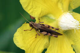 Image of Xenocatantops humilis (Serville 1838)