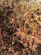 Image of mesquite mistletoe