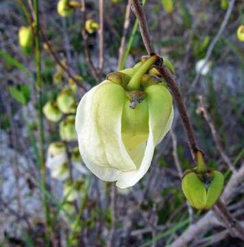 Image of bigflower pawpaw