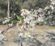 Image of American Plum