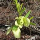 صورة Asimina pygmaea (W. Bartram) Dunal