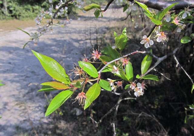 Image of American Plum