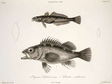 Image of Eleginops