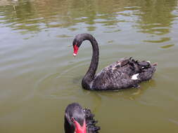 Image of Black Swan