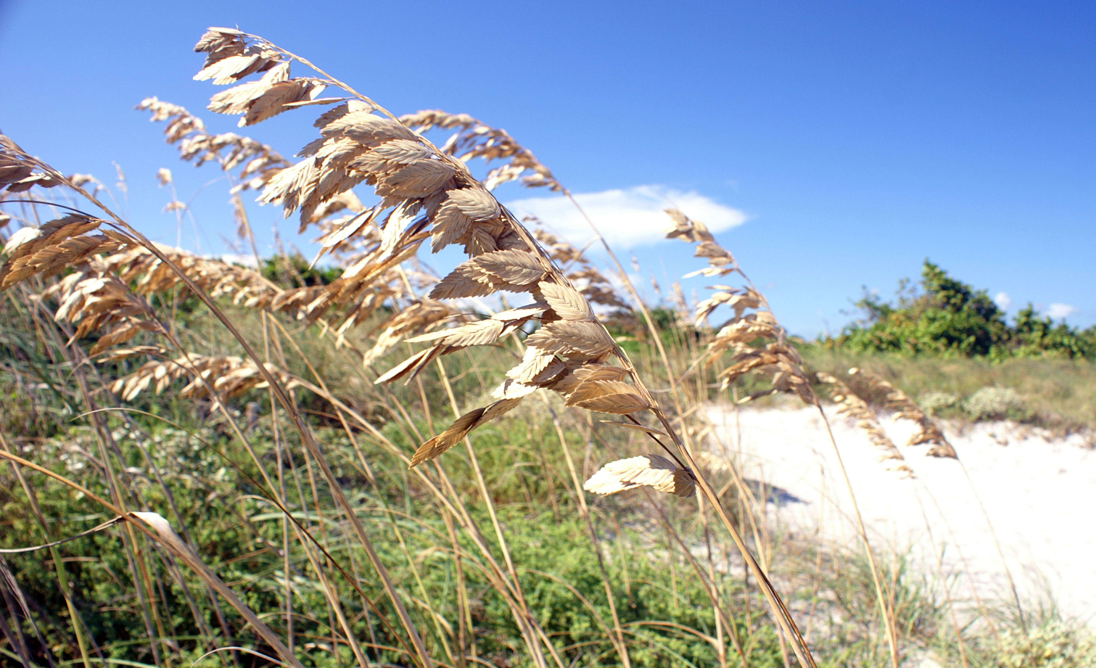 Image of seaoats