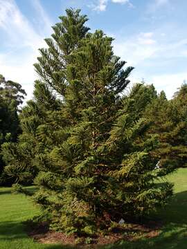 Araucaria biramulata J. T. Buchholz resmi