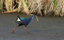 Image of African Swamphen