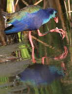 Image of African Swamphen