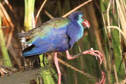 Image of African Swamphen