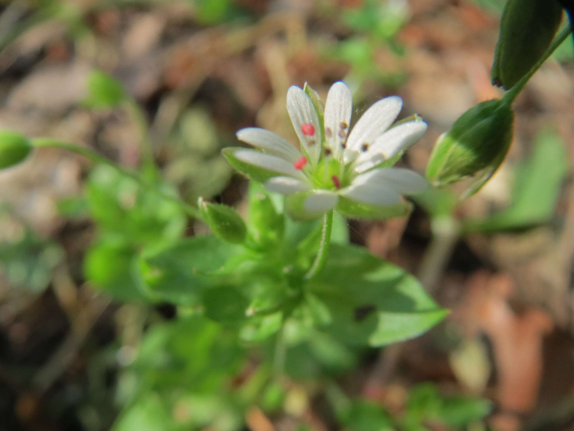 Image of wood stitchwort