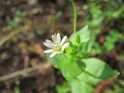 Image of wood stitchwort