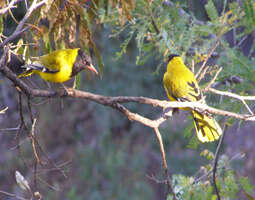 Image of African Black-headed Oriole