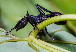 Cephalotes atratus (Linnaeus 1758) resmi