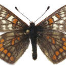 Image of Euphydryas iduna