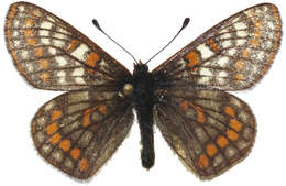 Image of Euphydryas iduna