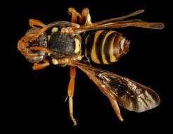 Image of Nomada vincta Say 1837