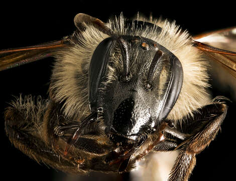 Image of Bradley's Andrena