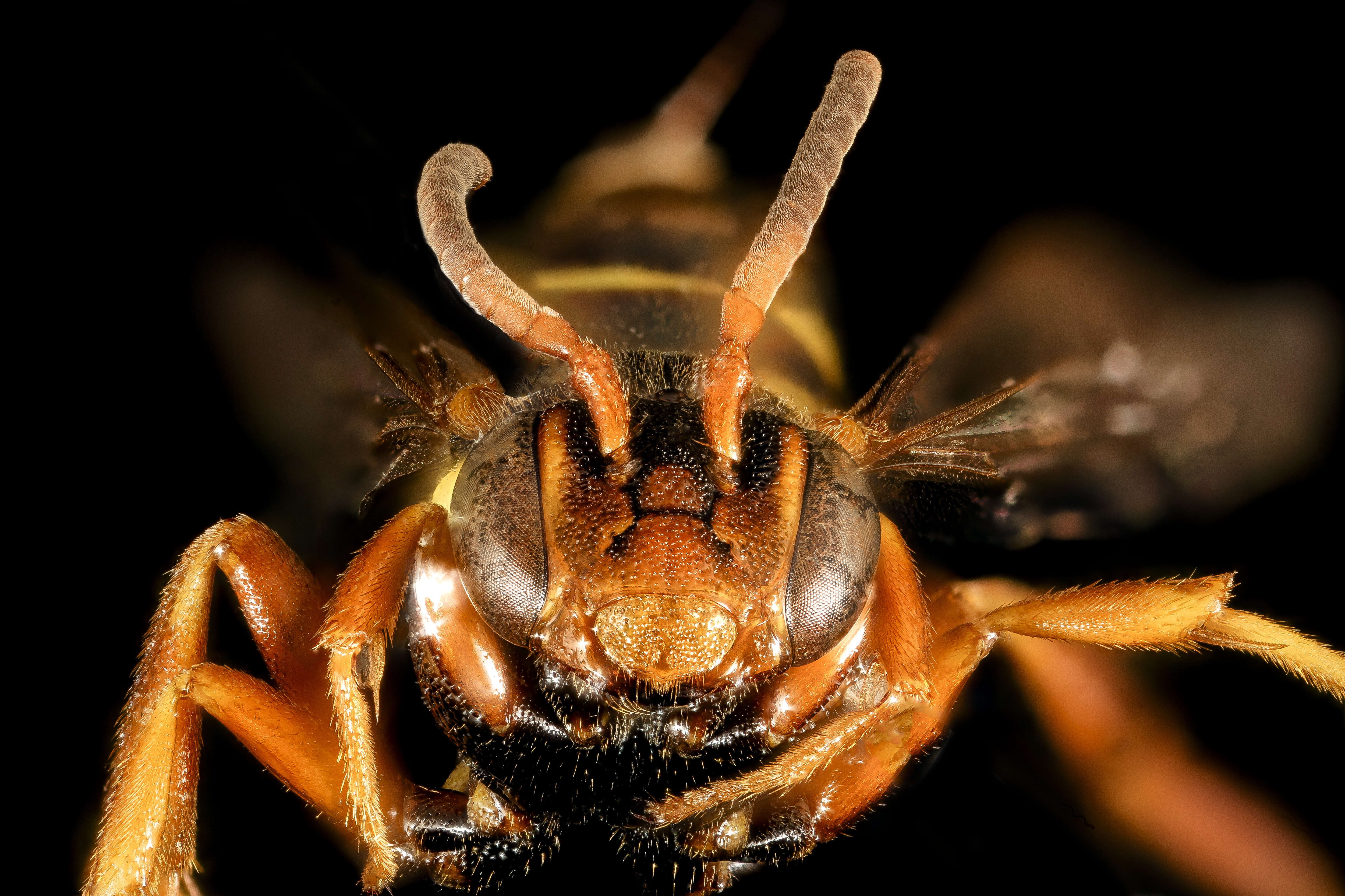 Image of Nomada vincta Say 1837