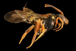 Image of Nomada vincta Say 1837