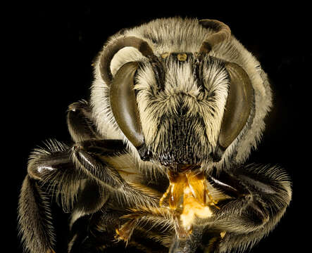 Image of Broad-footed Cellophane Bee