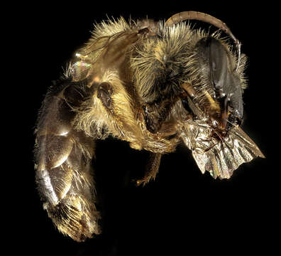 Image of Bradley's Andrena