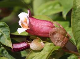 Imagem de Dipelta yunnanensis Franch.