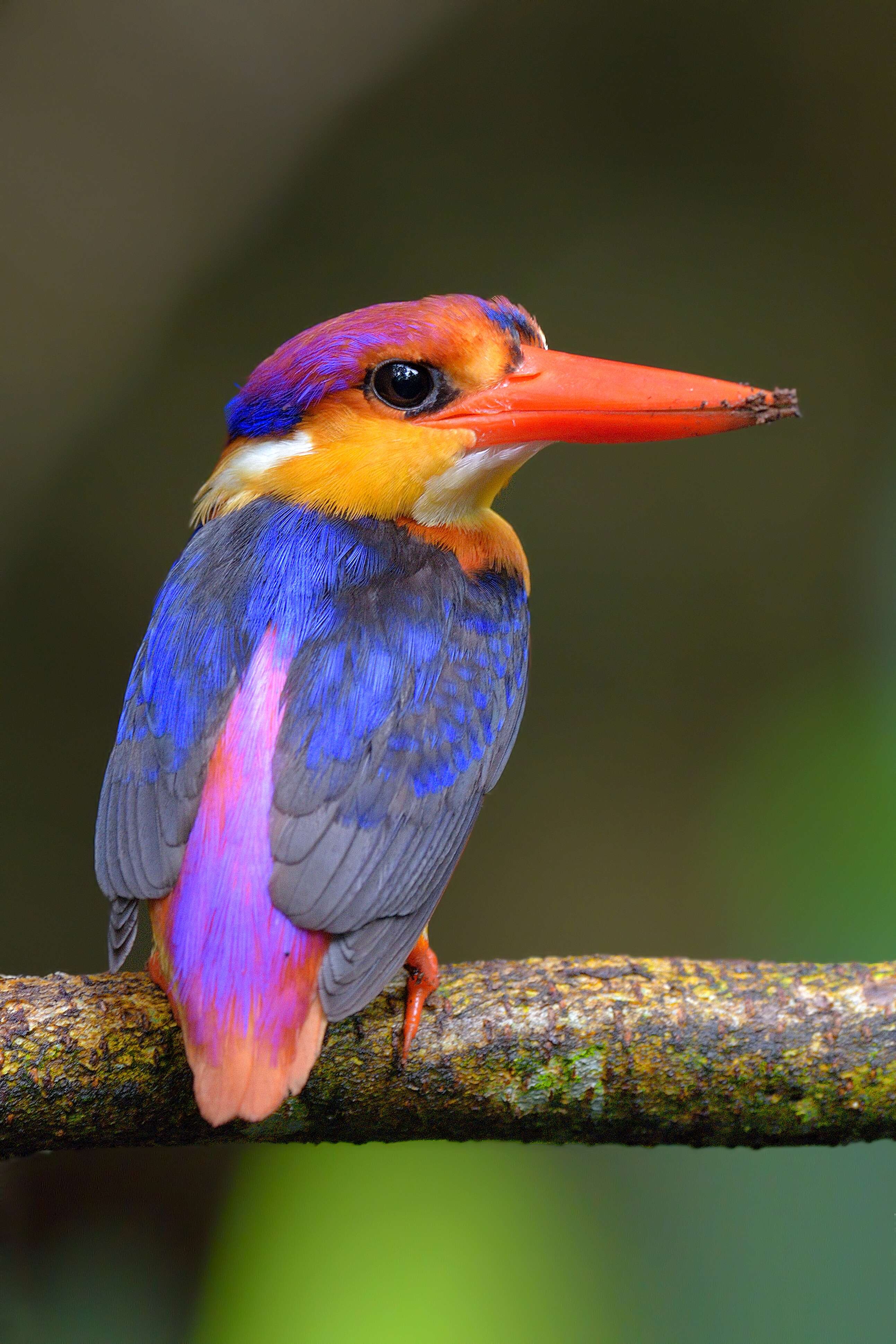 Image of Black-backed Kingfisher