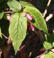 Imagem de Dipelta yunnanensis Franch.