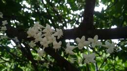 Image of Phaleria clerodendron F. Müll. ex Benth.