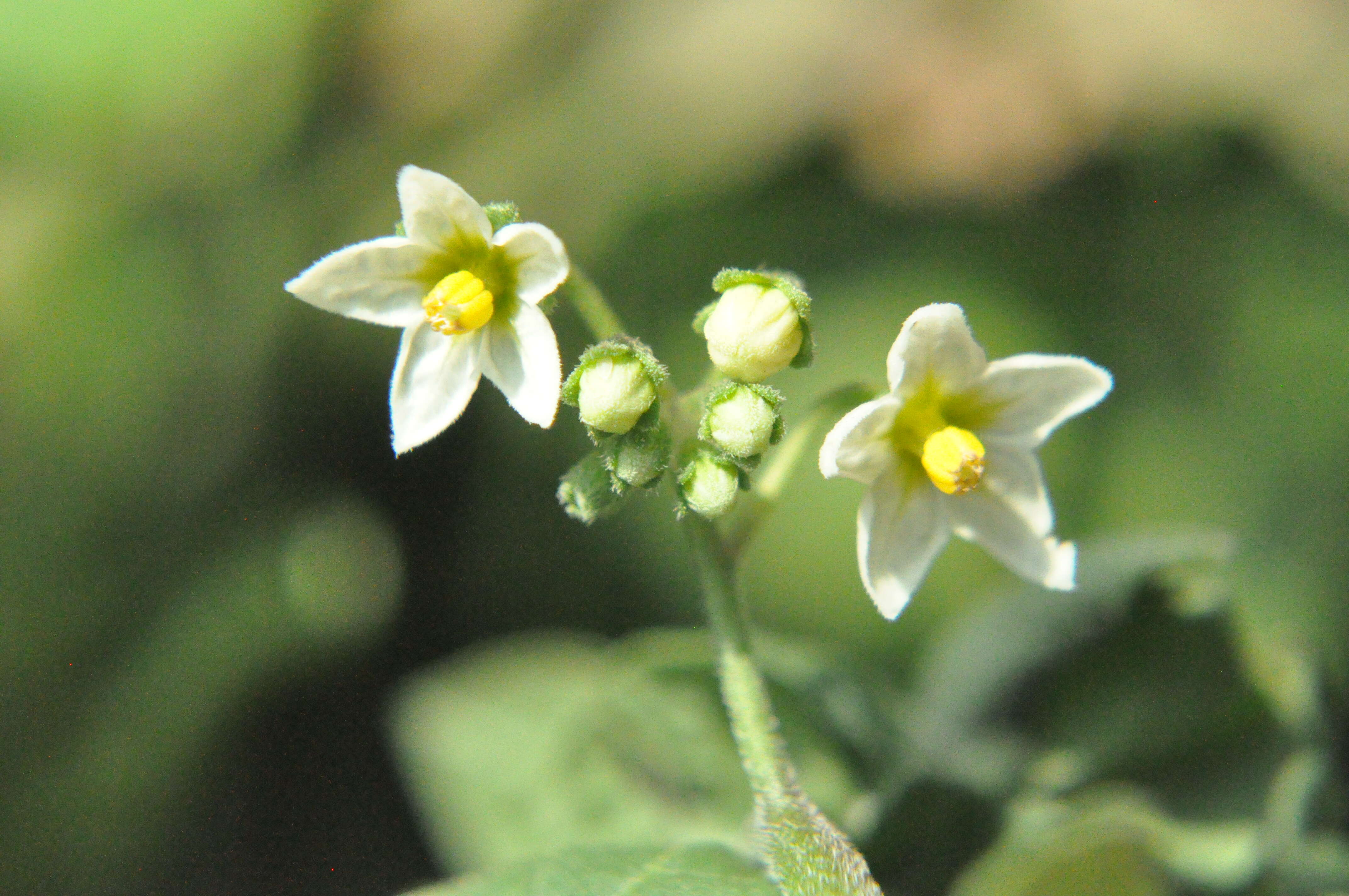 Plancia ëd Solanum nigrum L.