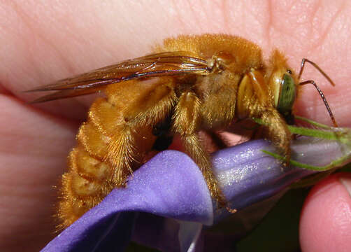 Image of Valley Carpenter Bee