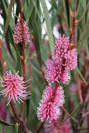 Image of Hakea francisiana F. Müll.