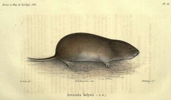 Слика од Microtus savii (Selys-Longchamps 1838)