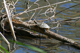 Image of slider turtle, red-eared terrapin, red-eared slider